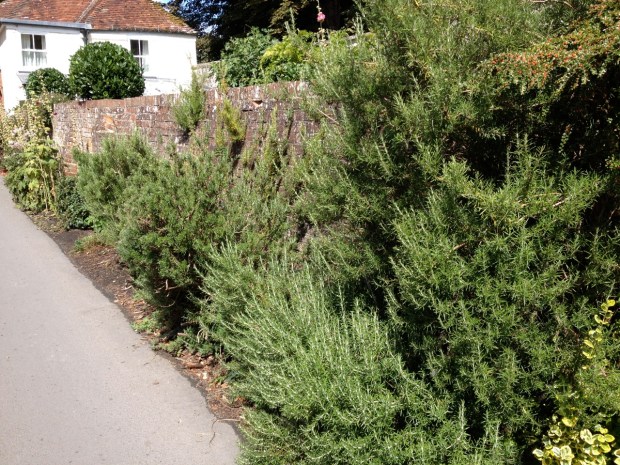 Rosemary, covering a wall as tall as me. What?