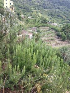 Rosemary and the aforementioned terraced hillsides.