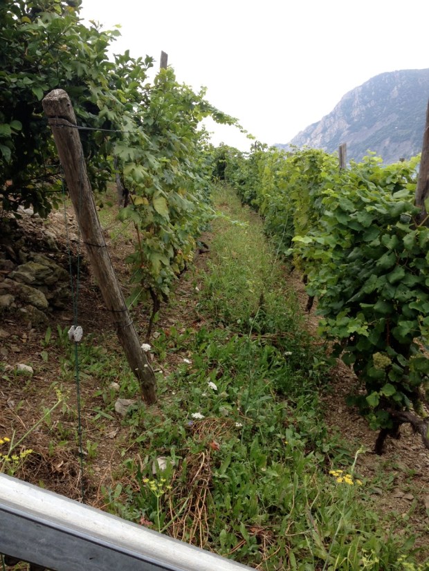 Mountain farming is amazing!