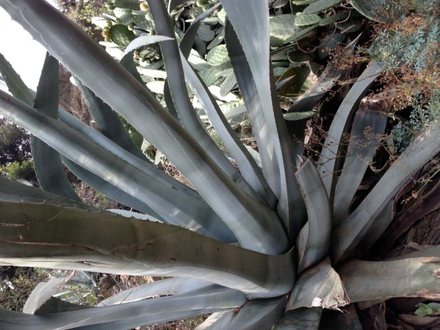 Aloe plants larger than us grew all over this region.