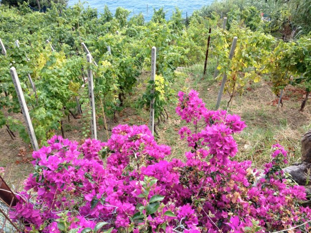 Bouganvilla and grapes